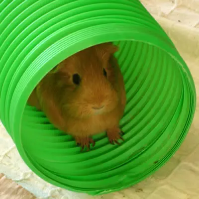 A guinea pig in a plastic tube