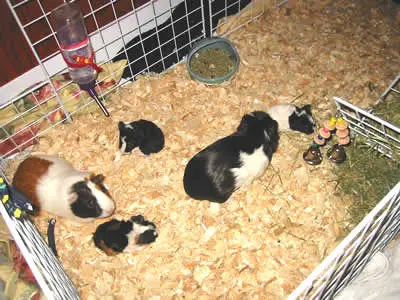 A family of guinea pigs in a large C&C cage