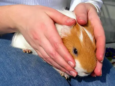 A guinea pig sitting on a woman's lap