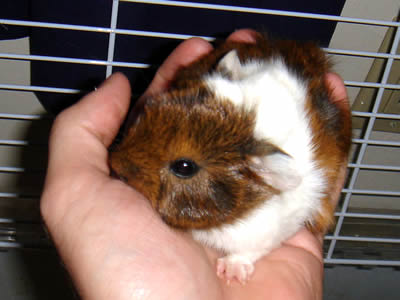 Pictures Baby Pigs on Hand Holding A Baby Guinea Pig