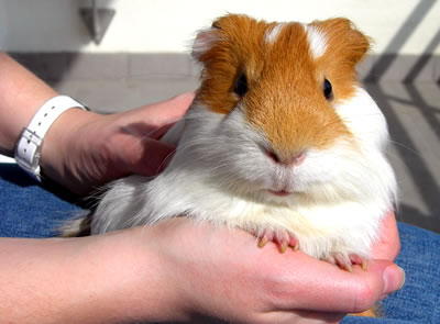 Guinea Pig Size Chart