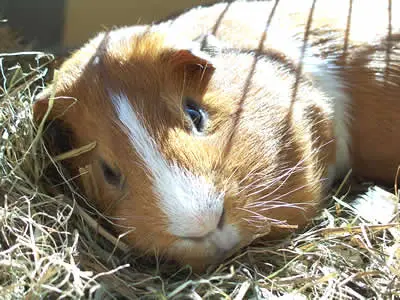 A guinea pig lying on hay