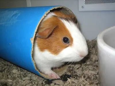 A guinea pig in a cardboard tunnel