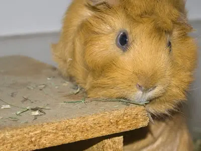 A guinea pig using a wooden house as a makeshift chew toy