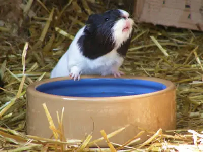 A guinea pig drinking from a water bowl