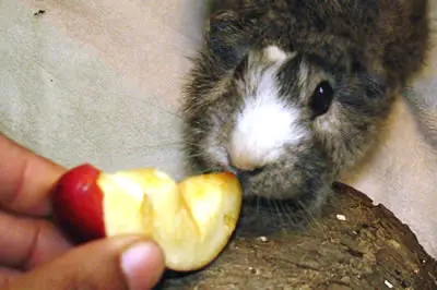 A guinea pig being fed a piece of apple