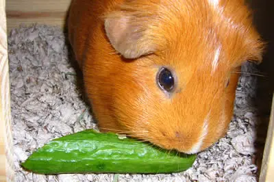 A guinea pig eating a chunk of cucumber
