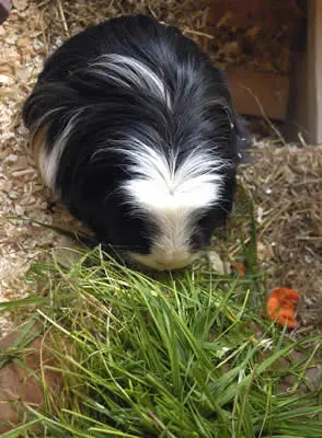 A guinea pig eating grass in his cage