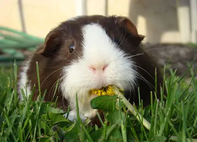 A guinea pig being eating grass and dandelions