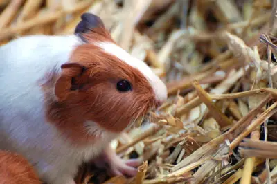 A guinea pig being eating hay