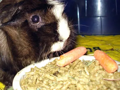 A guinea pig eating dry food pellets