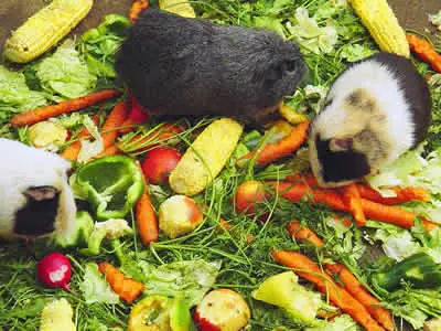 Three guinea pigs eating a big pile of vegetables