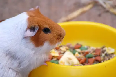 A guinea pig next to a bowl of food