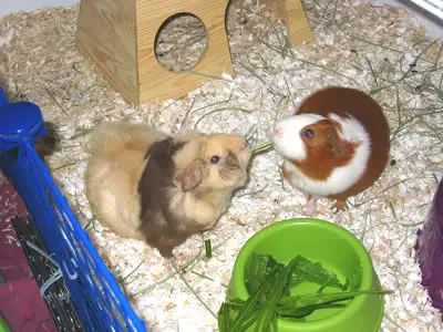 Two guinea pigs fighting over a piece of food