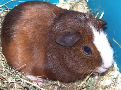 A fully grown guinea pig sitting on hay