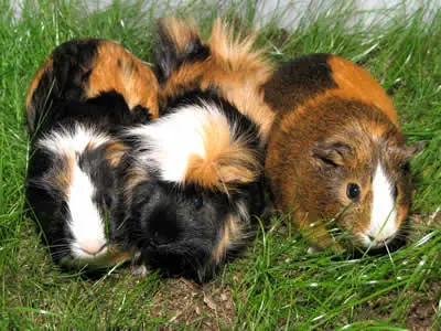 A group of three guinea pigs