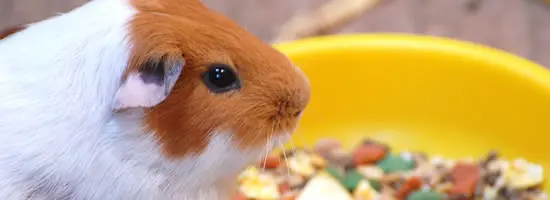 Guinea pig eating from yellow food bowl