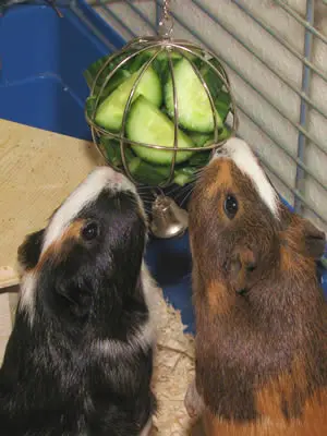 A hanging ball containing cucumber as a treat