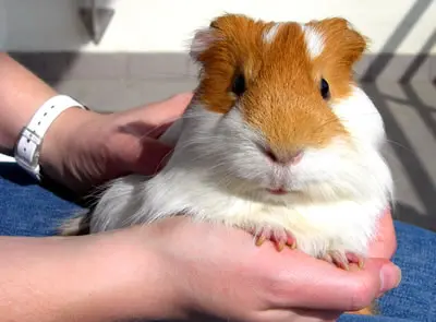 Holding a large guinea pig