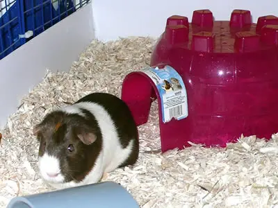 A guinea pig coming out of a plastic igloo
