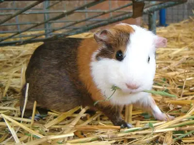 A guinea pig pup eating hay