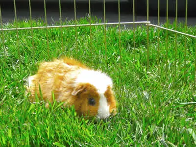 A guinea pig eating grass in a run