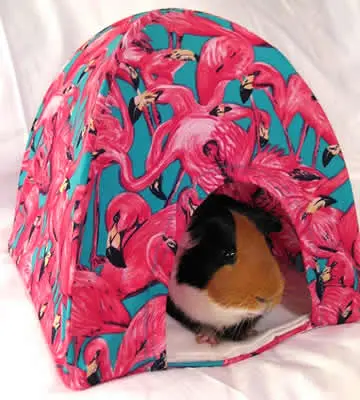 A guinea pig in a tent