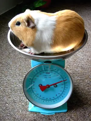 A guinea pig being weighed in a set of kitchen scales