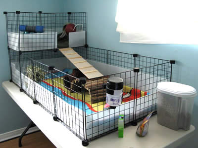 guinea pig cage materials