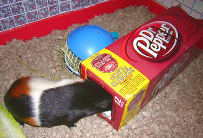 Guinea Pig Toys and Play