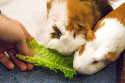 A hand feeding two guinea pigs a lettuce leaf
