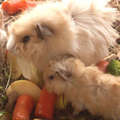 An old and young guinea pig