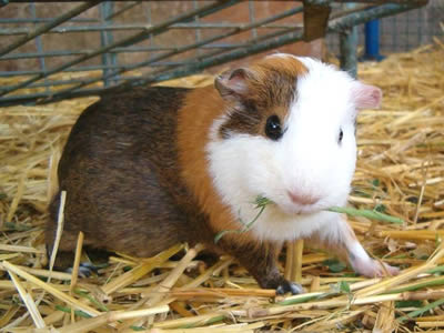 types of hay for guinea pigs