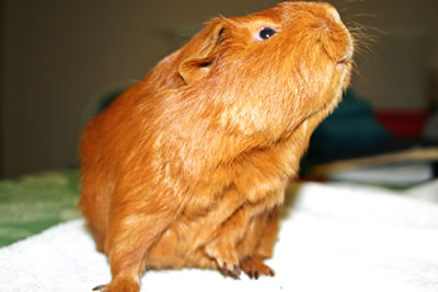 A guinea pig smelling the air