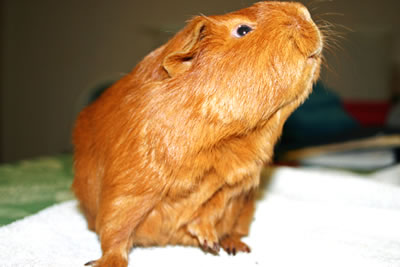 guinea pig smell